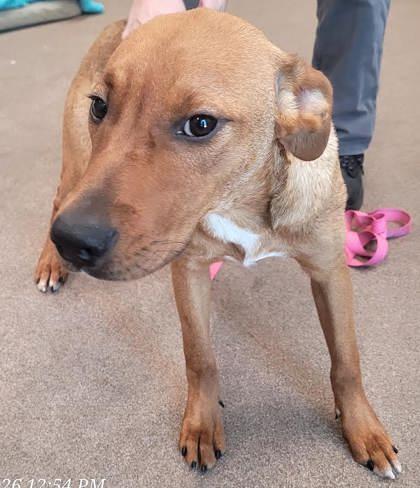 Sophia and Carolina, Adoptable, Young Female Redbone Coonhound.