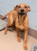 Enlarge Sophia and Carolina, a Adoptable mixed breed in Commerce, TX image 3/4