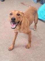 Enlarge Sophia and Carolina, a Adoptable mixed breed in Commerce, TX image 4/4