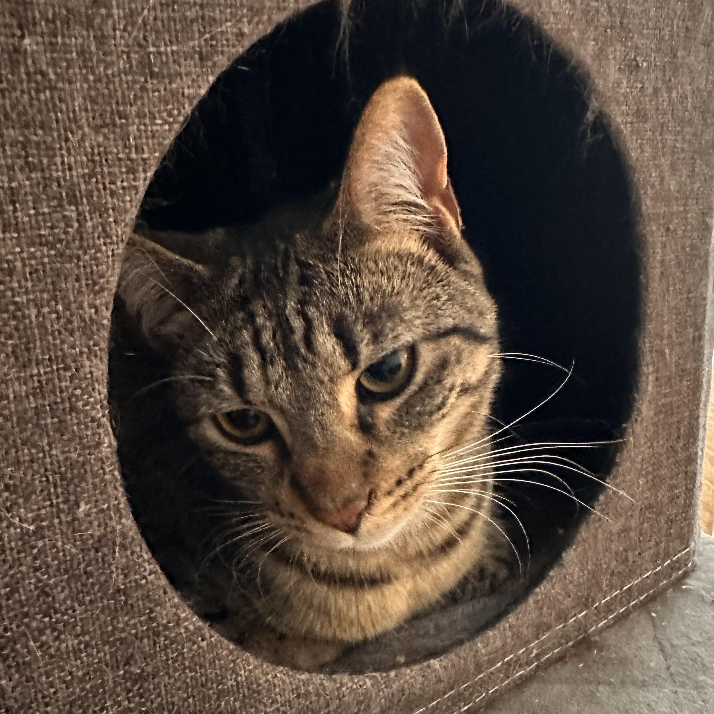 Fairy, Adoptable, Young Female Domestic Short Hair.