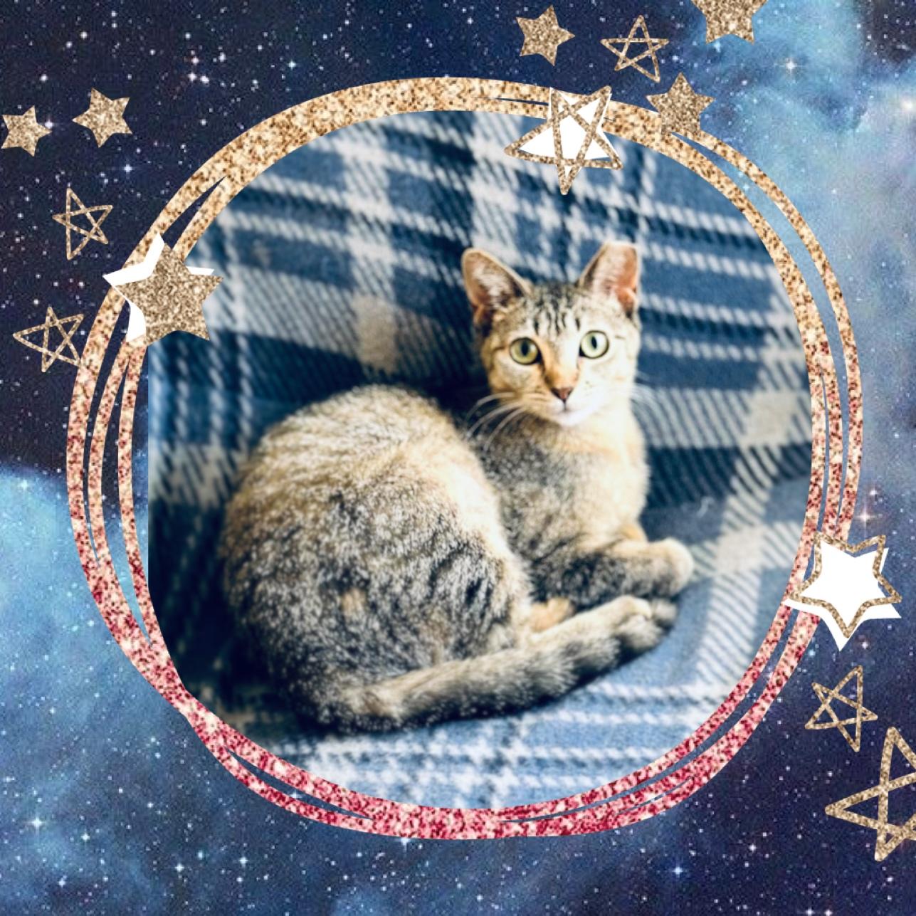 Fairy, Adoptable, Young Female Domestic Short Hair.