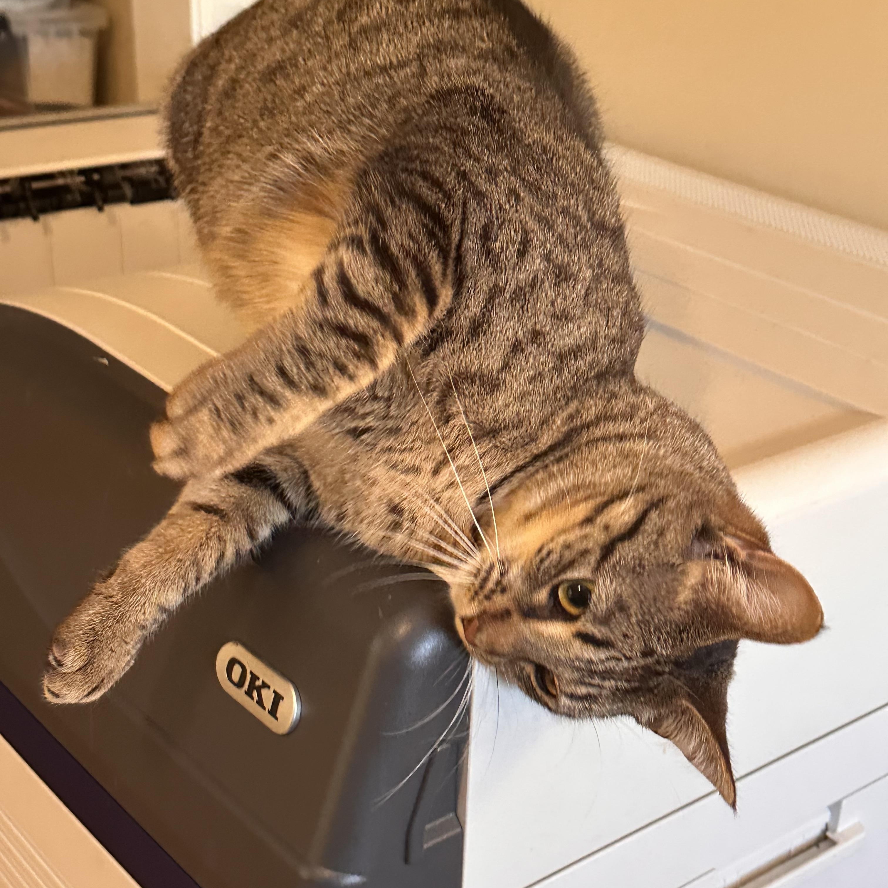 Fairy, Adoptable, Young Female Domestic Short Hair.