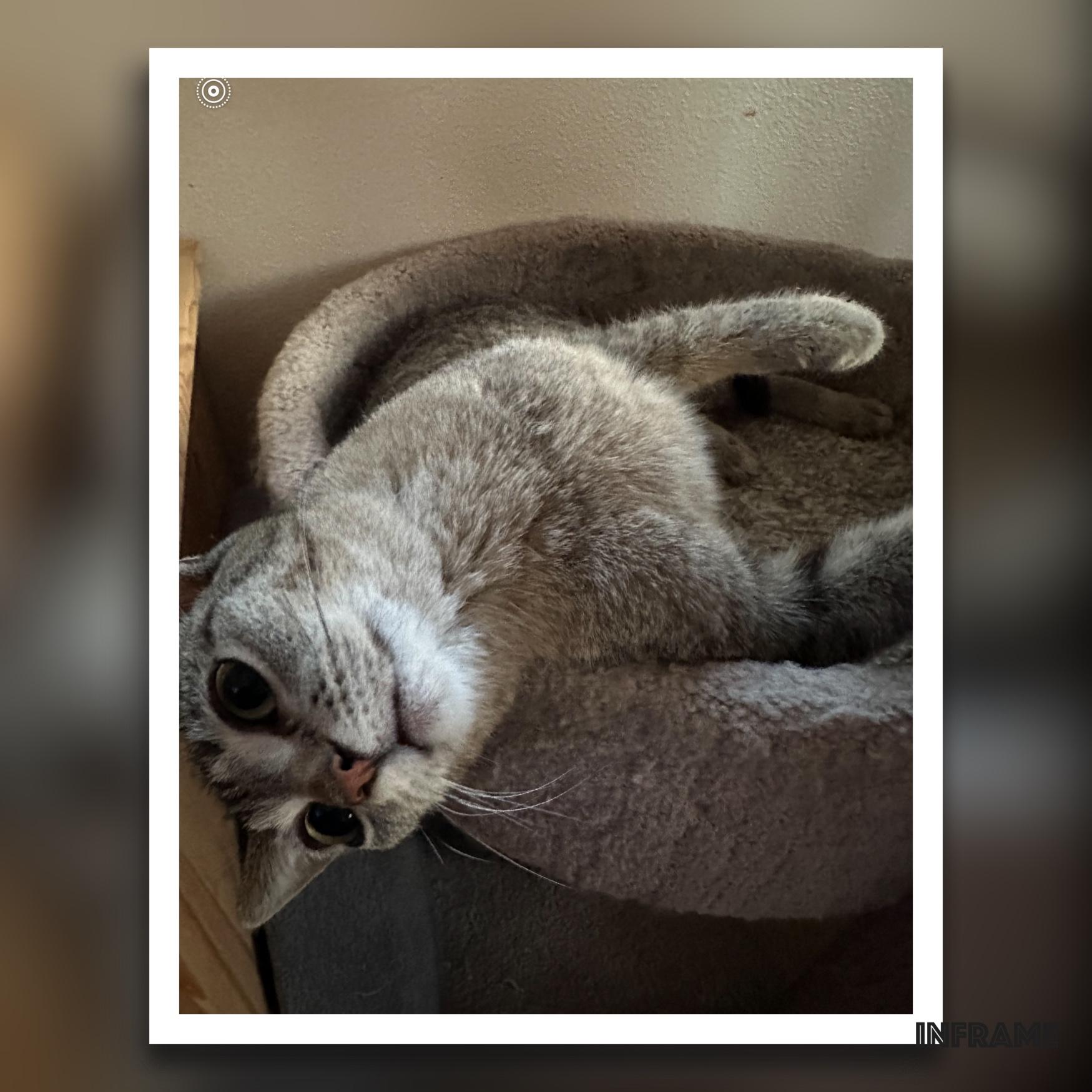 Fairy, a Adoptable Domestic Short Hair in Belvidere, IL image 2/2