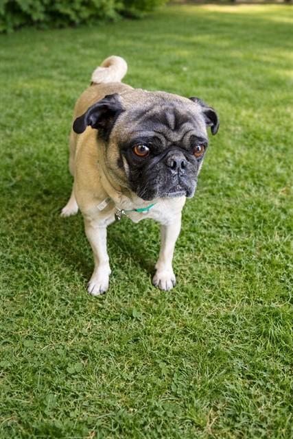 LUCKY, Adoptable, Adult Female Pug.