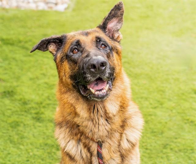 MACK, Adoptable, Adult Male German Shepherd Dog.