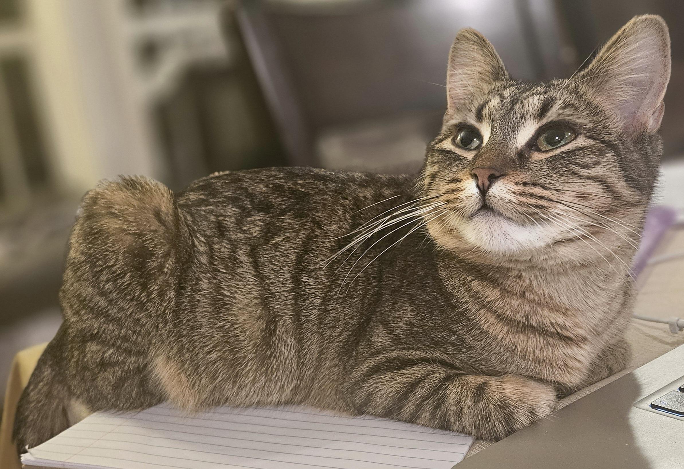 Chai, ADOPTABLE, Adult Female Domestic Short Hair.