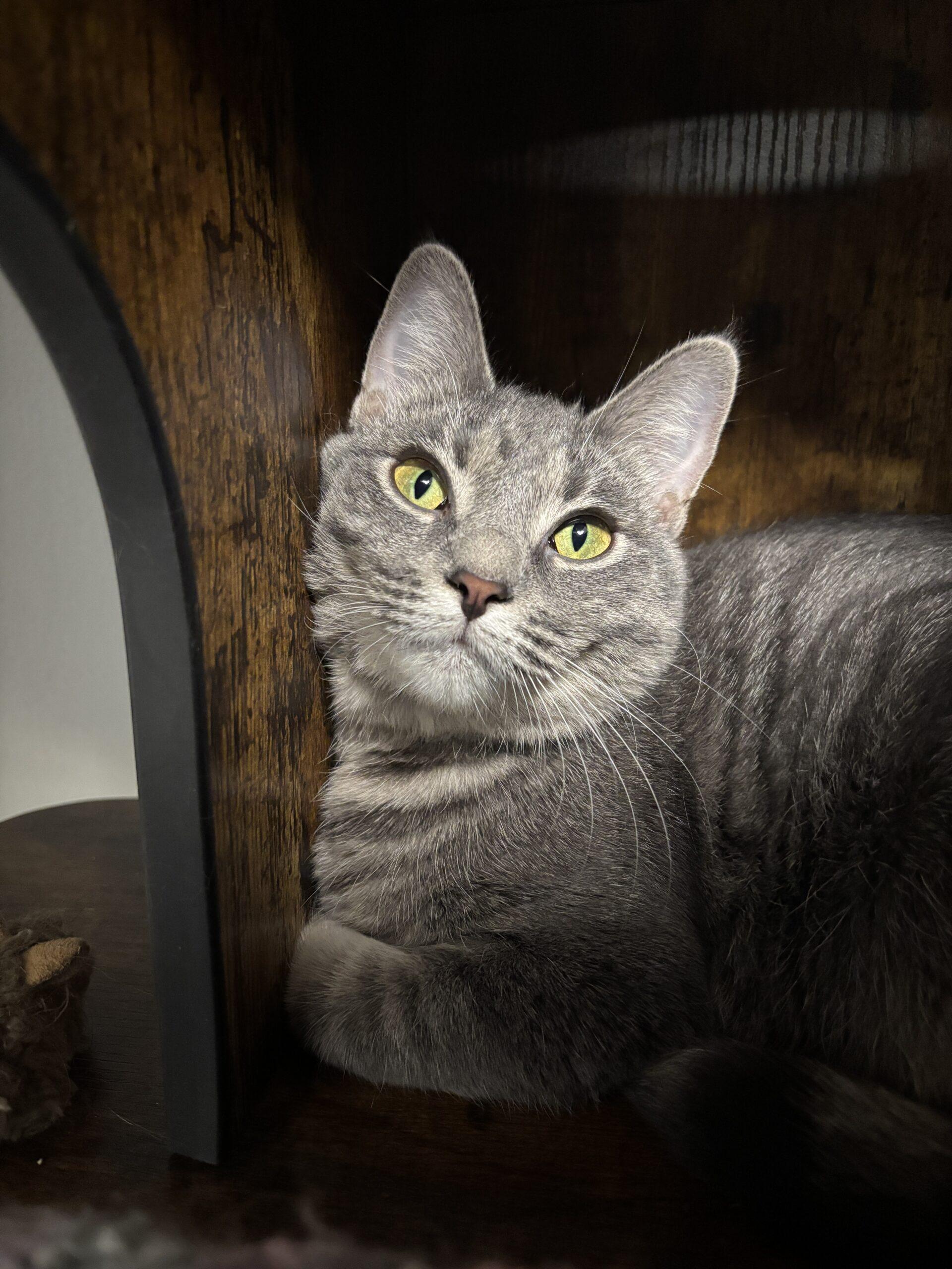 Joy, Adoptable, Young Female Domestic Short Hair.