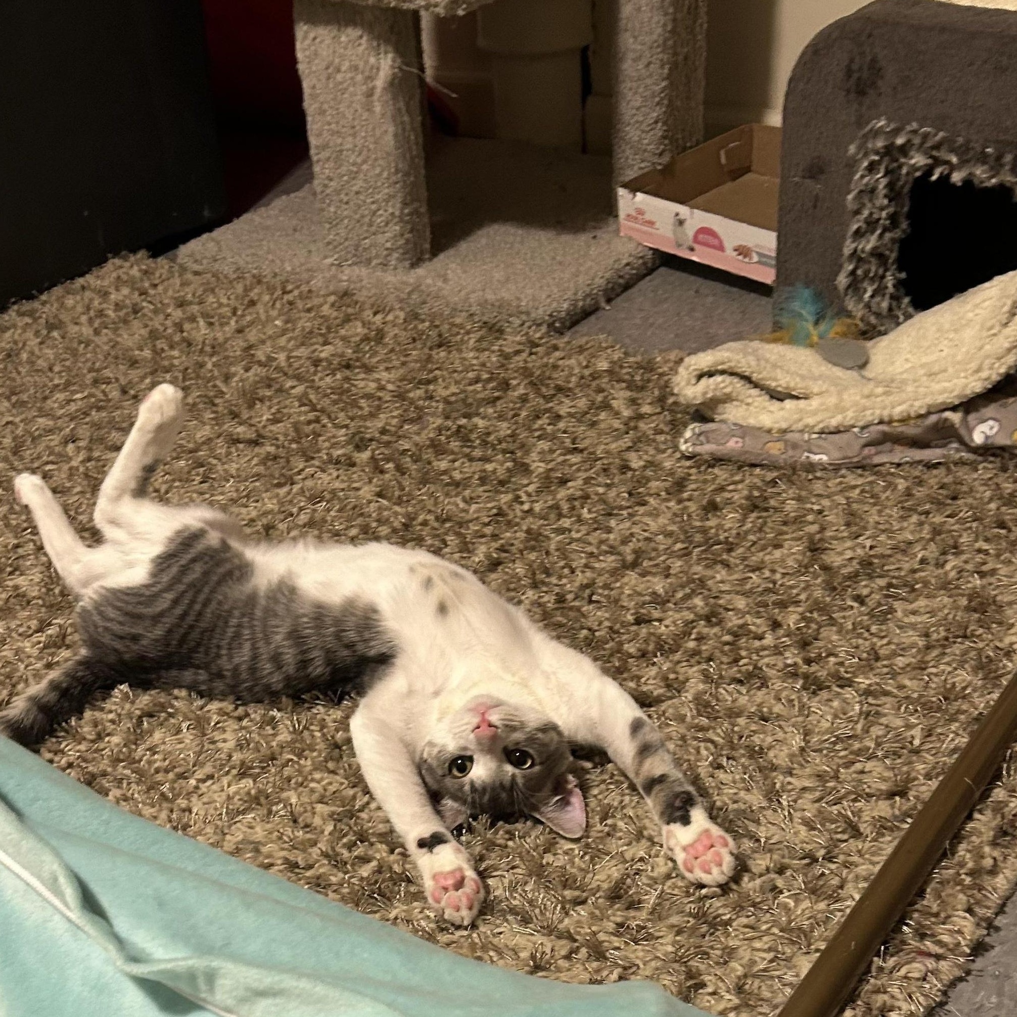 Enlarge Tiny, a Adoptable Domestic Short Hair in Jersey City, NJ image 2/3