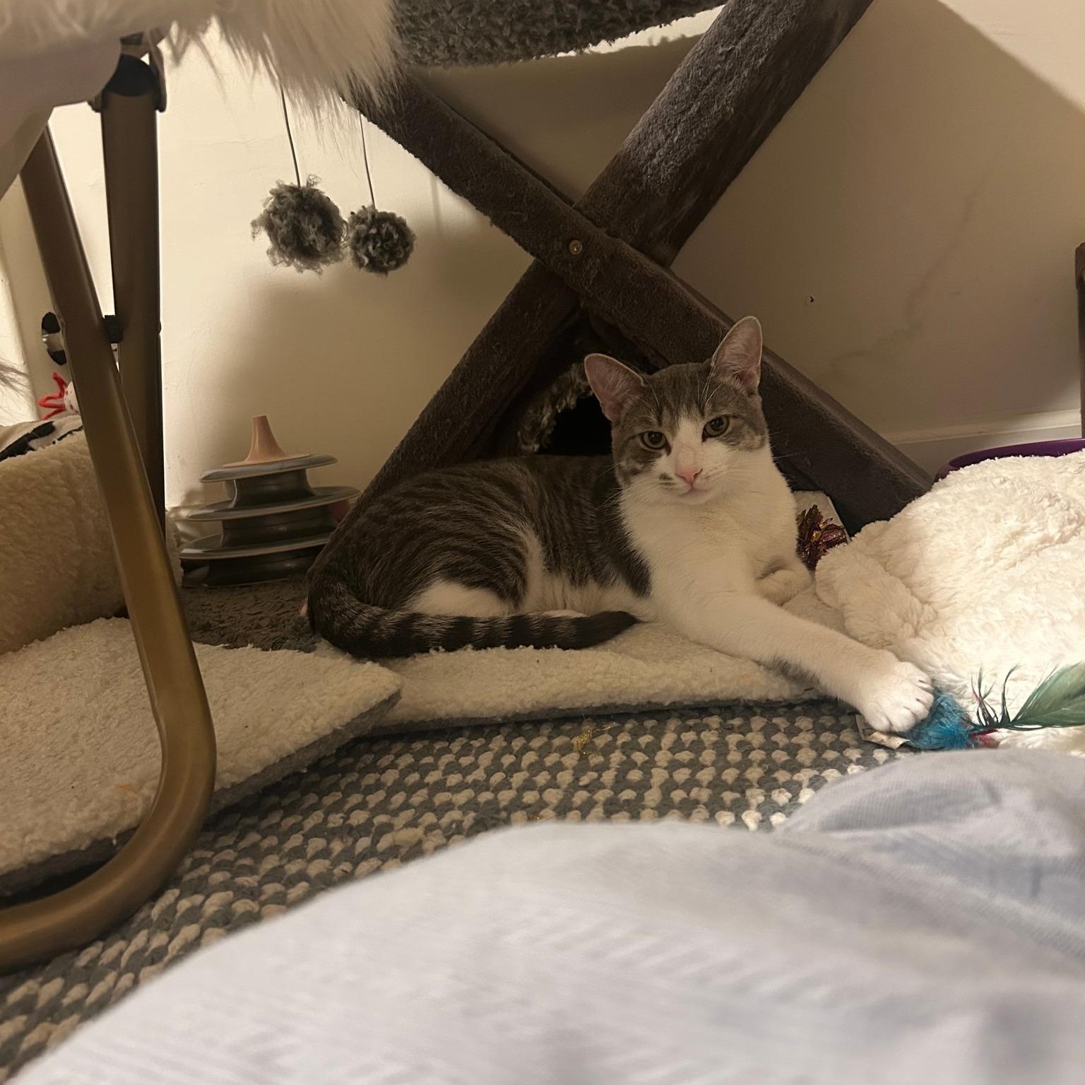 Enlarge Tiny, a Adoptable Domestic Short Hair in Jersey City, NJ image 3/3