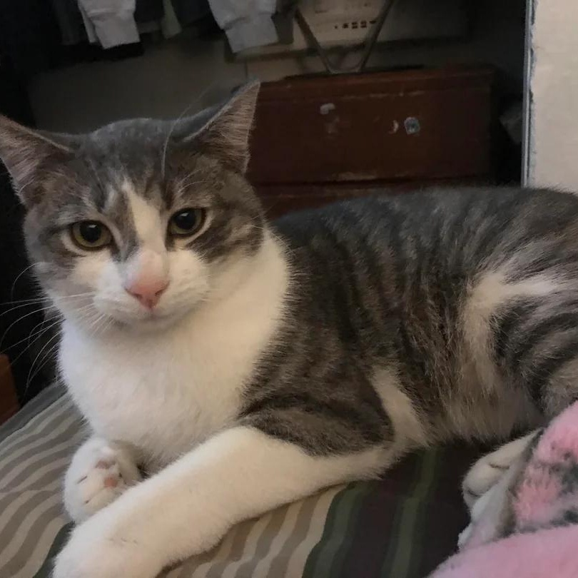 Enlarge Tiny, a Adoptable Domestic Short Hair in Jersey City, NJ image 1/3