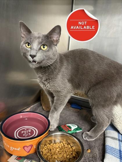 Enlarge Chaz, a Adoptable mixed breed in Lowell, MA image 1/3