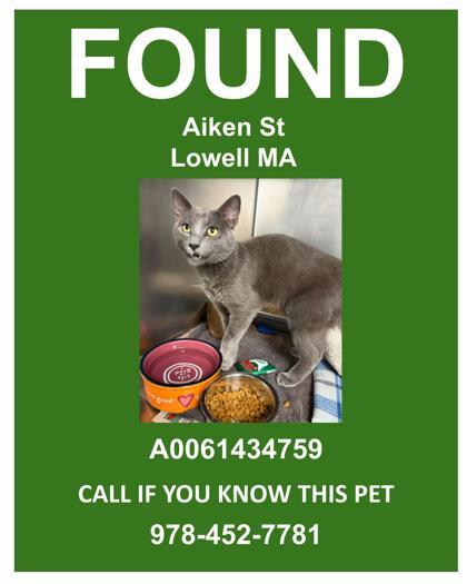 Enlarge Chaz, a Adoptable mixed breed in Lowell, MA image 2/3