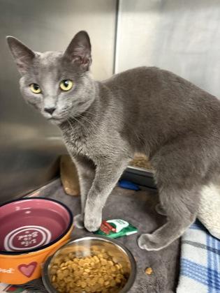 Enlarge Chaz, a Adoptable mixed breed in Lowell, MA image 3/3