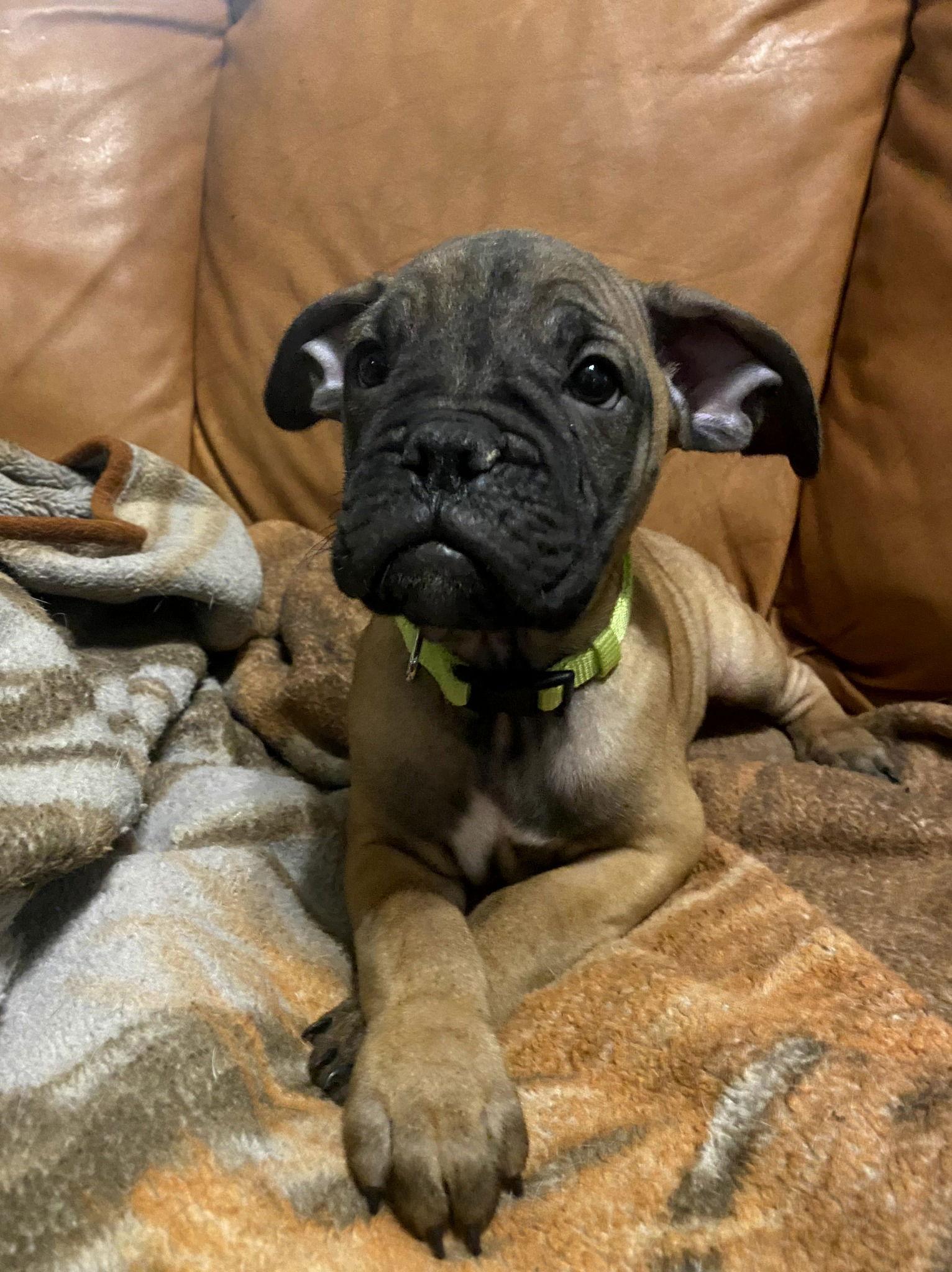 Enlarge Les, a Adopted mixed breed in McMinnville, OR image 1/1