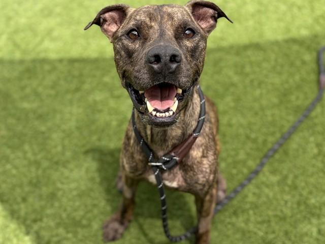 TOBY, Adoptable, Adult Male Pit Bull Terrier.