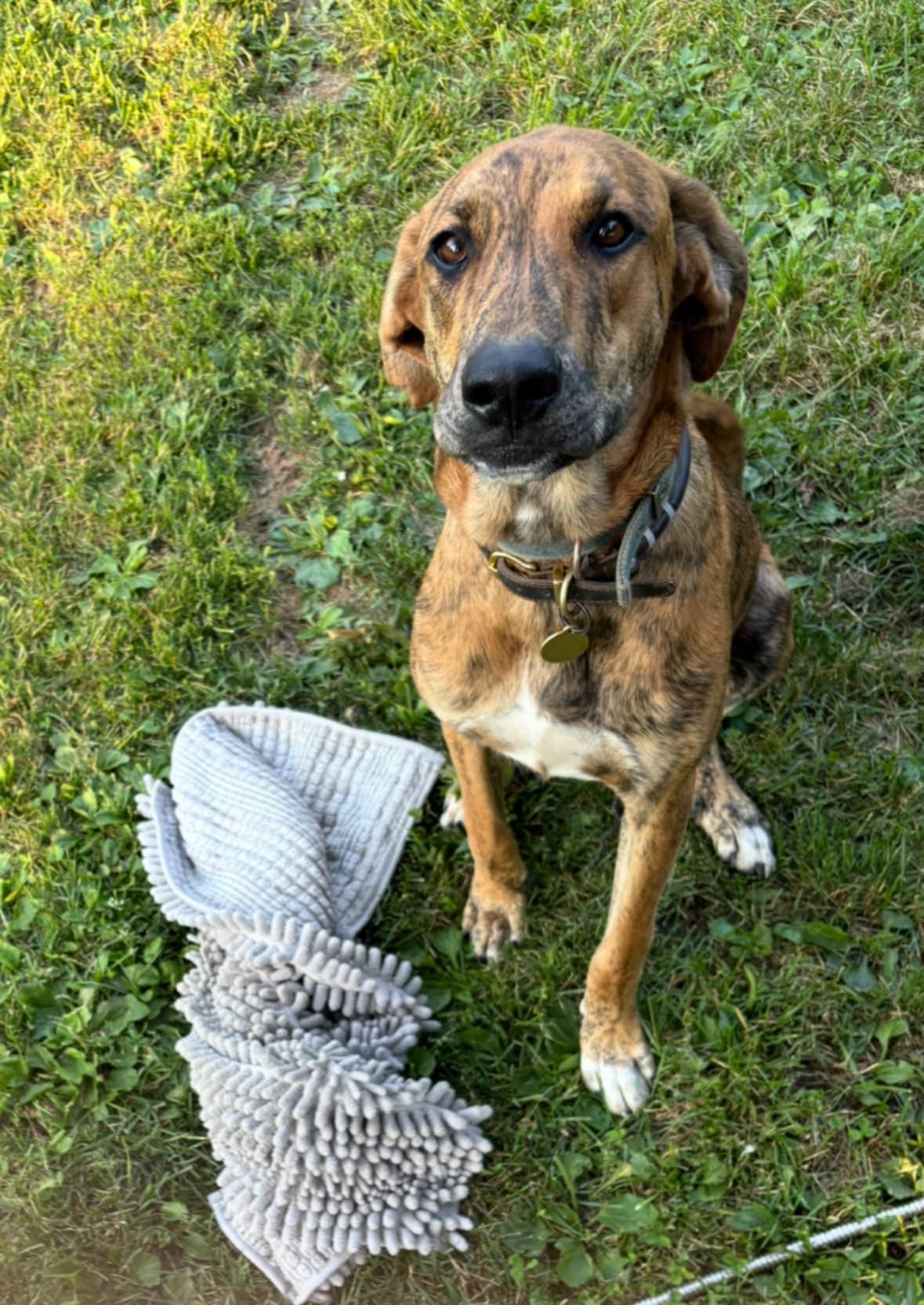 Riley, Adoptable, Young Female Doberman Pinscher & Mastiff.