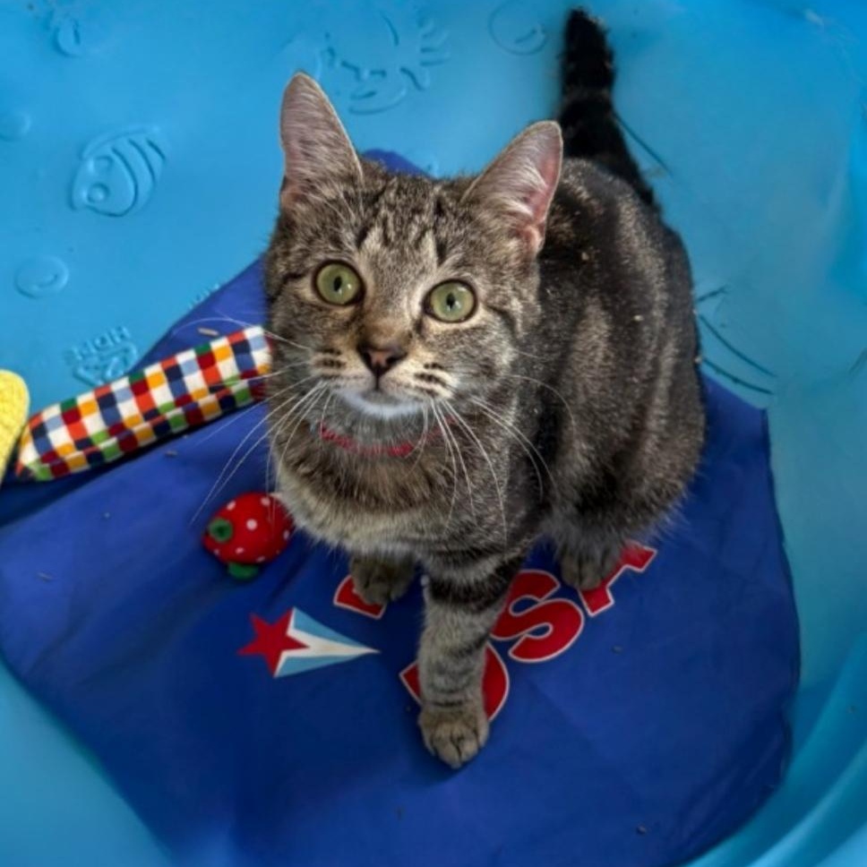 Enlarge Venus, a ADOPTABLE Domestic Short Hair in Greensburg, PA image 3/5