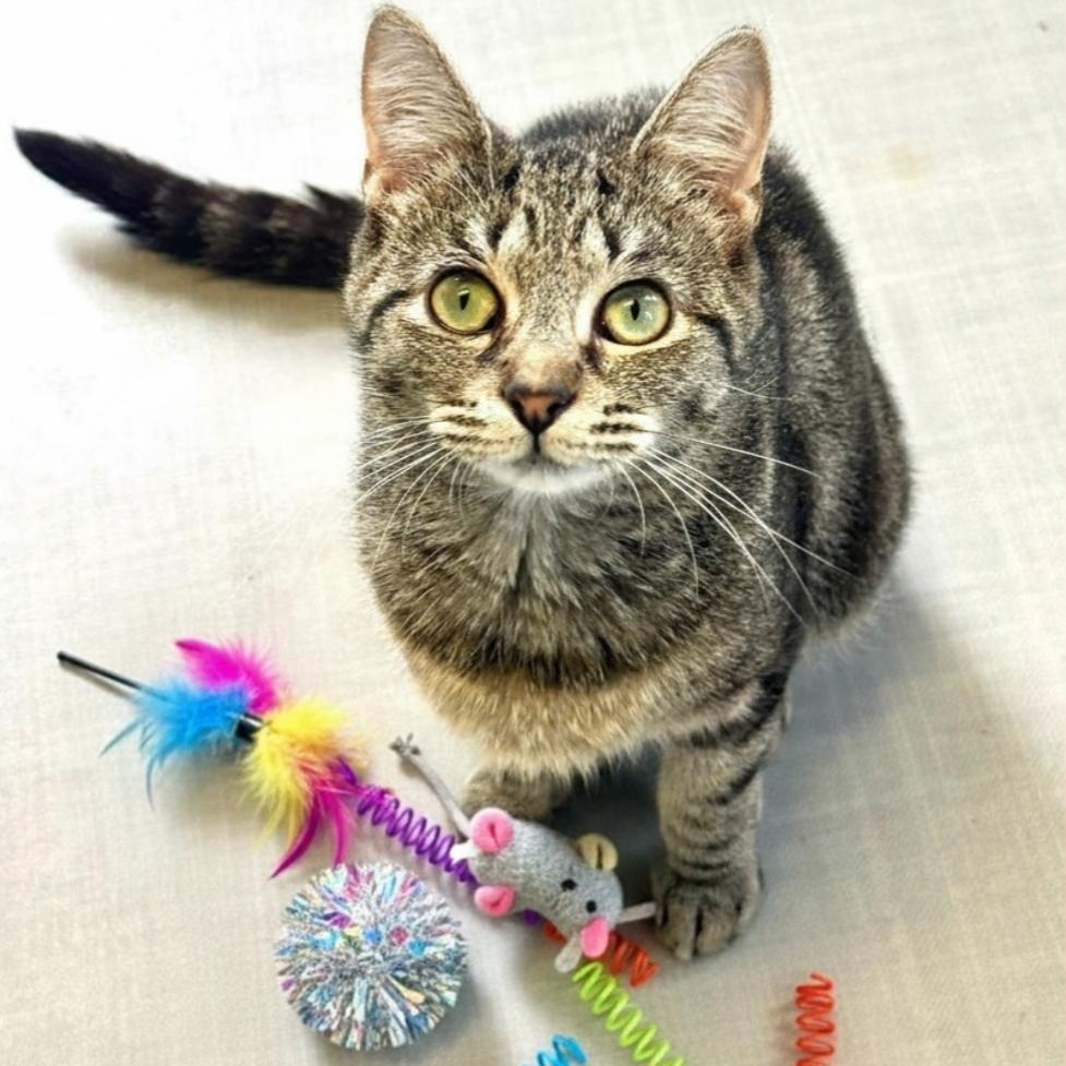 Enlarge Venus, a ADOPTABLE Domestic Short Hair in Greensburg, PA image 4/5