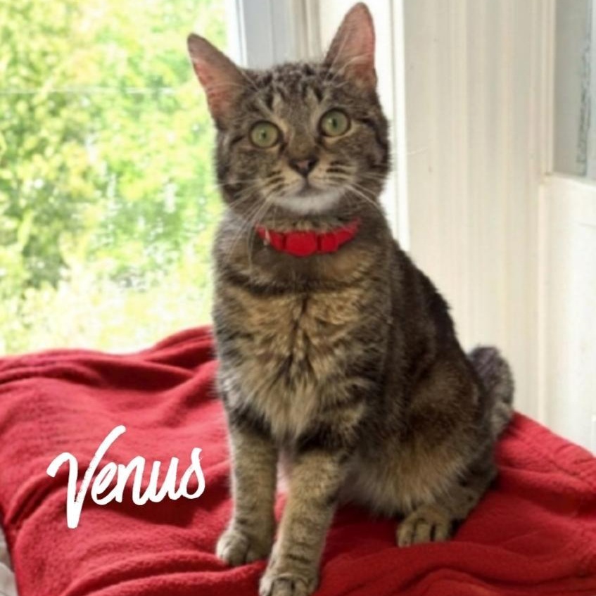 Venus, ADOPTABLE, Young Female Domestic Short Hair.