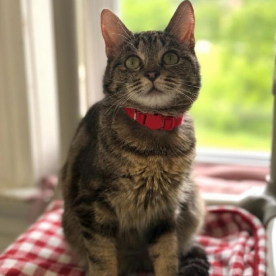 Enlarge Venus, a ADOPTABLE Domestic Short Hair in Greensburg, PA image 2/5