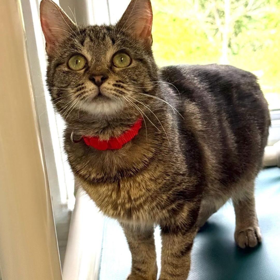 Enlarge Venus, a ADOPTABLE Domestic Short Hair in Greensburg, PA image 5/5