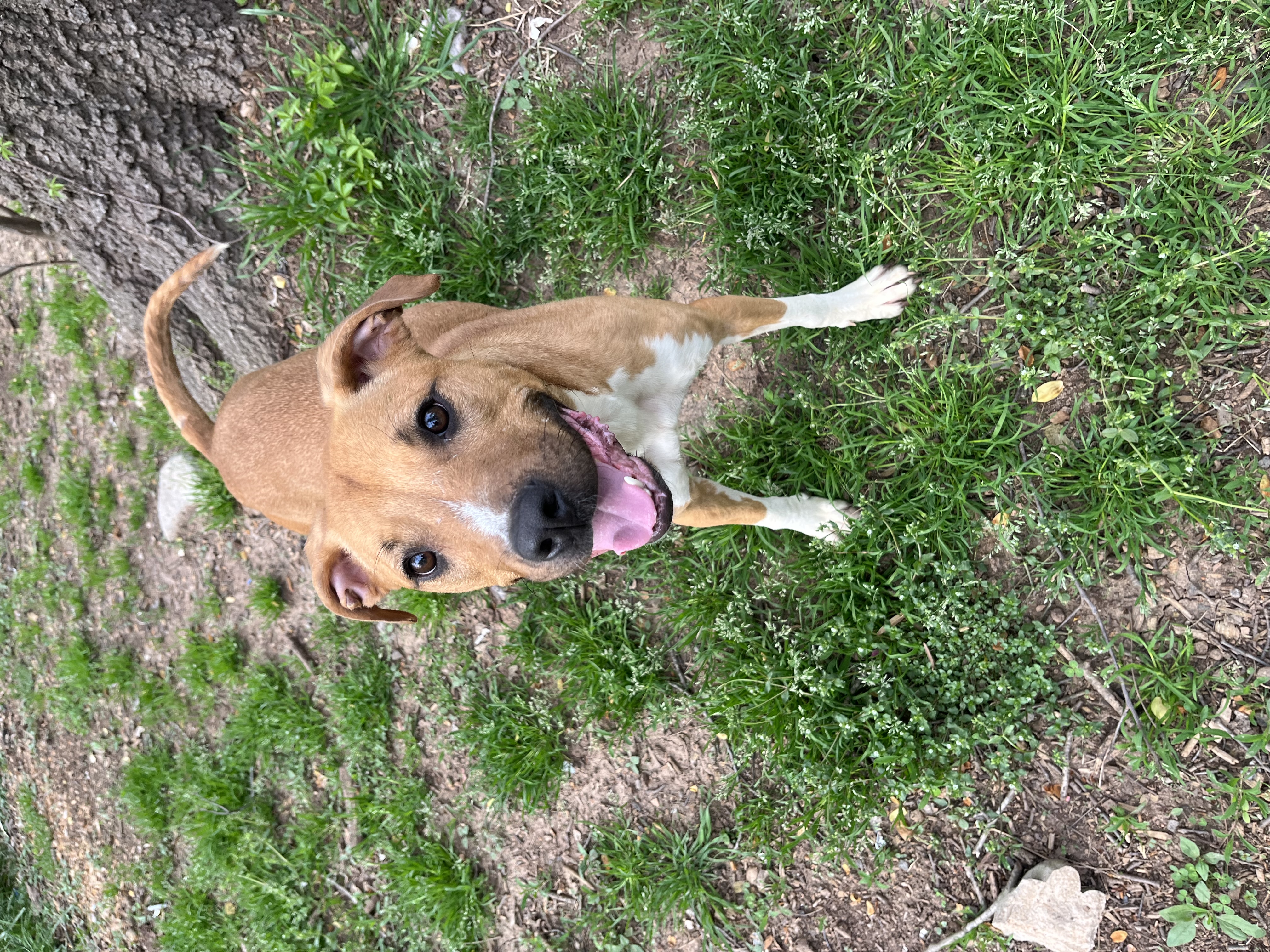 Ginger, a Adoptable mixed breed in Rock Hill, SC image 5/5