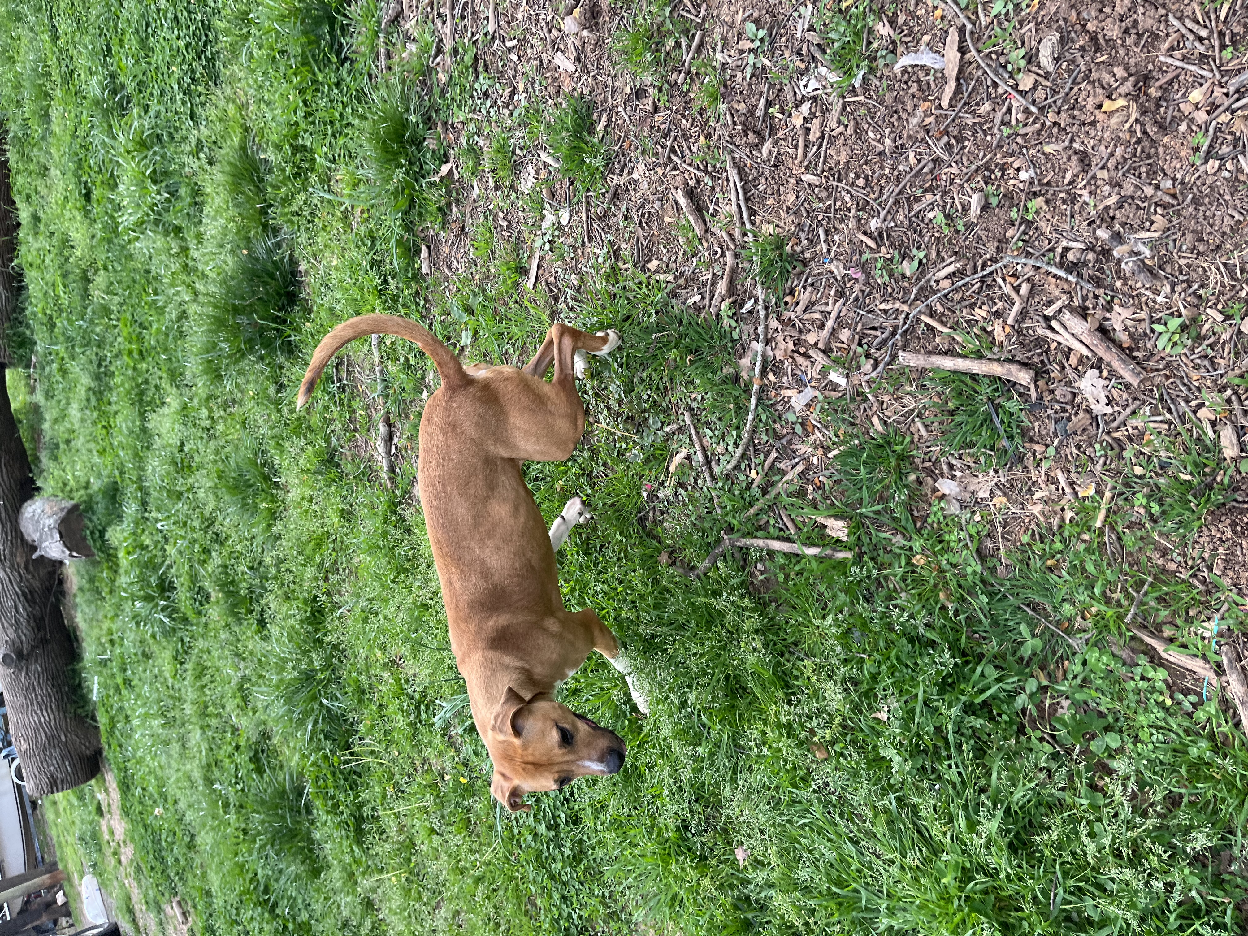 Ginger, a Adoptable mixed breed in Rock Hill, SC image 4/5