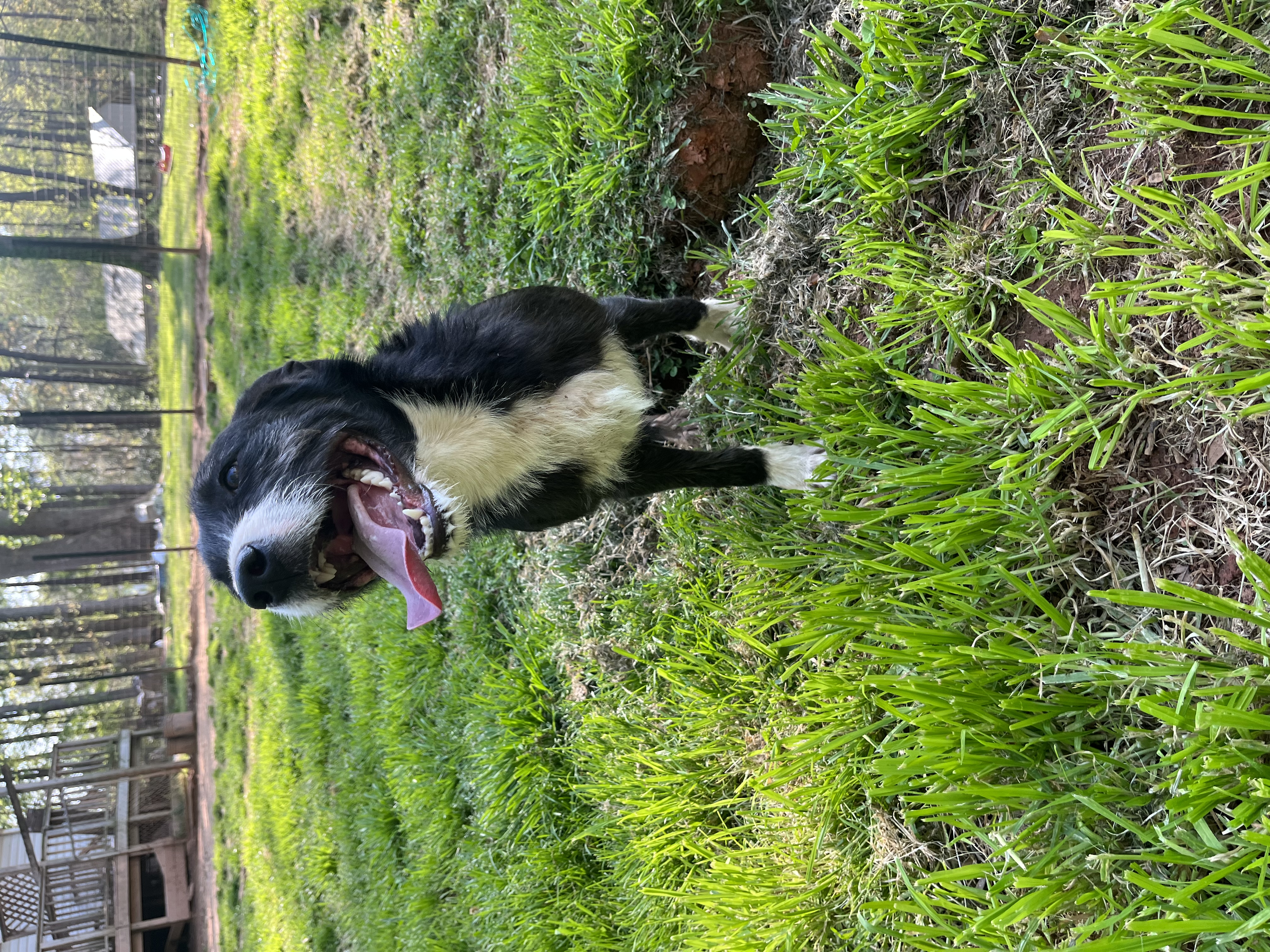 Ginger, a Adoptable mixed breed in Rock Hill, SC image 3/5