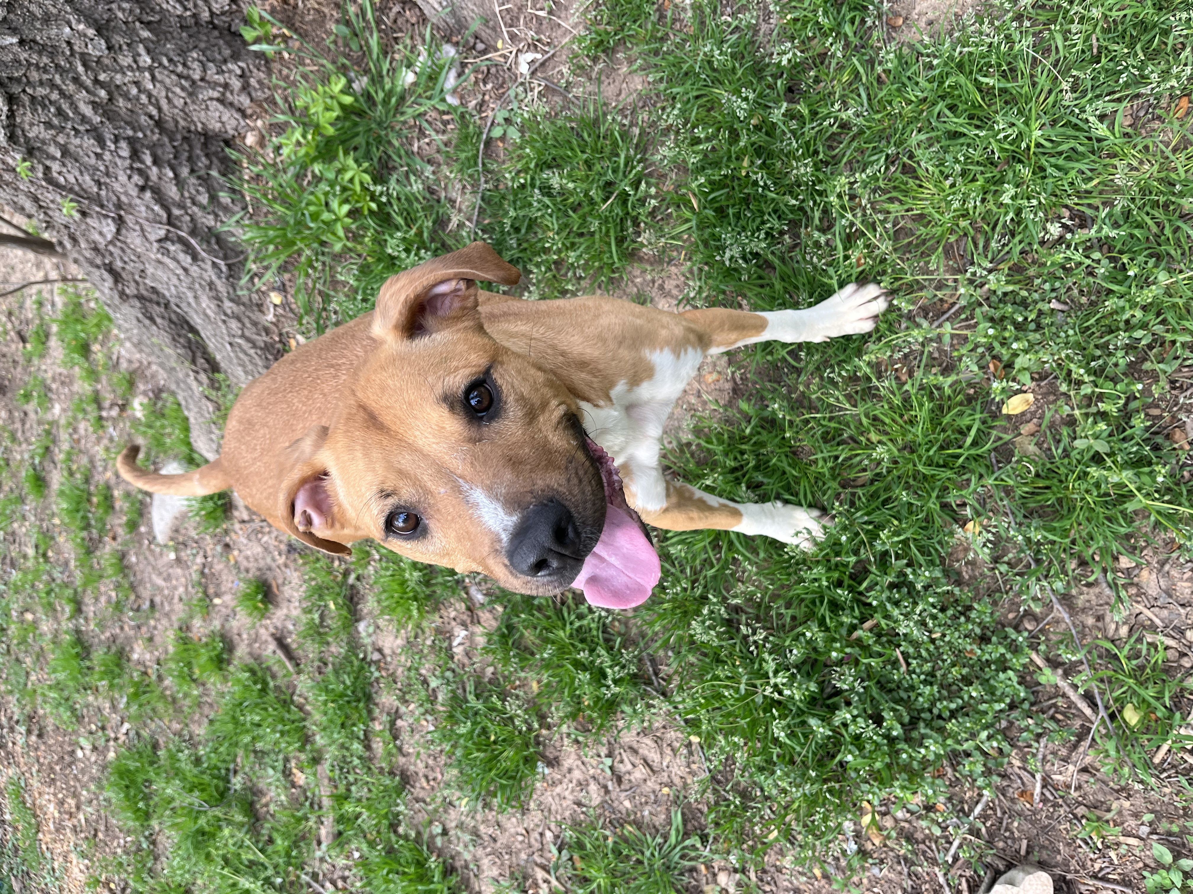 Ginger, a Adoptable mixed breed in Rock Hill, SC image 1/5