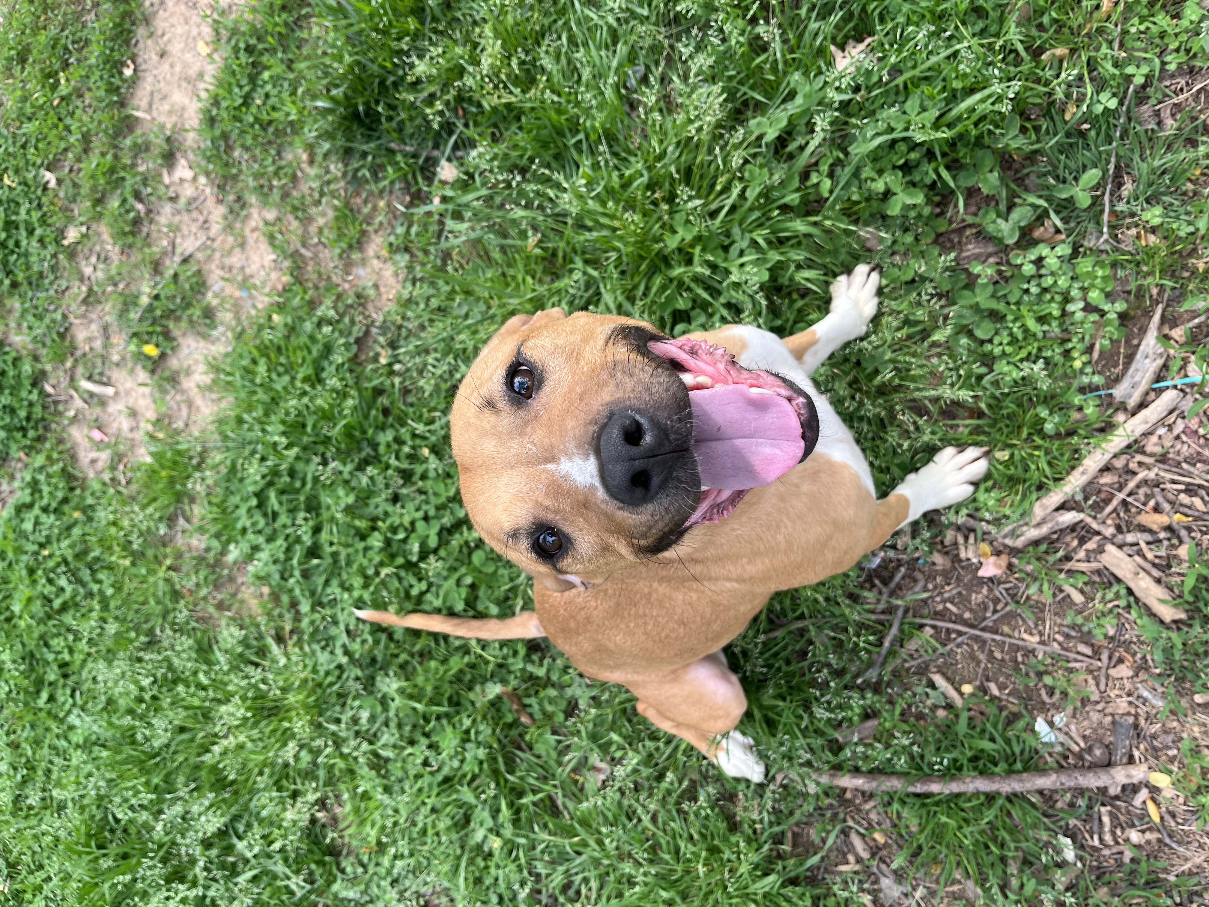 Ginger, a Adoptable mixed breed in Rock Hill, SC image 2/5