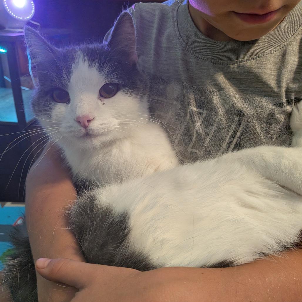 Yoshi, Adoptable, Adult Male Domestic Short Hair.
