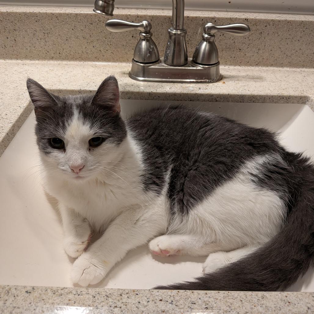 Enlarge Yoshi, a Adoptable Domestic Short Hair in Irwin, PA image 2/2