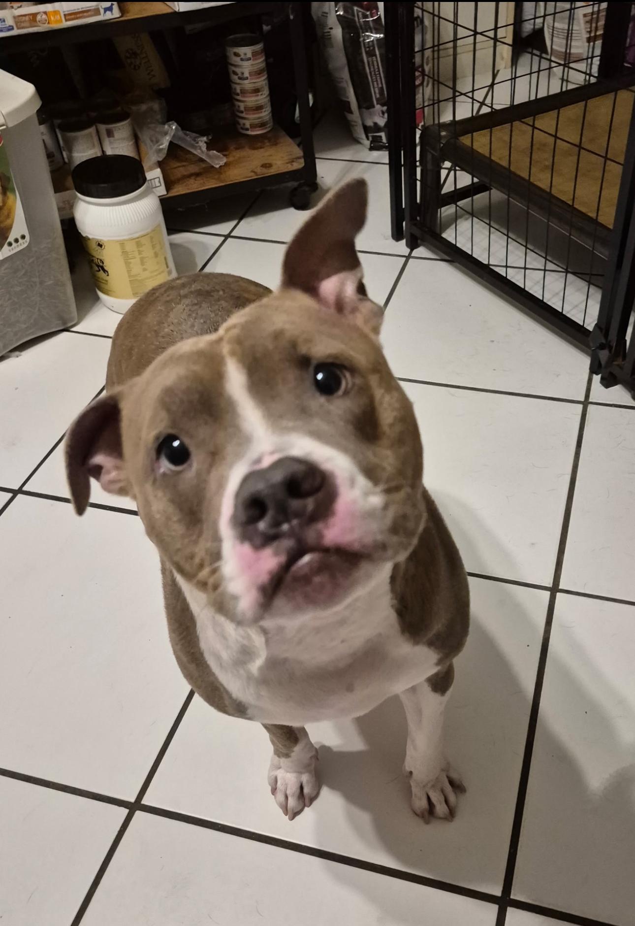 Caleb, a Adoptable mixed breed in Lake Worth, FL image 1/6