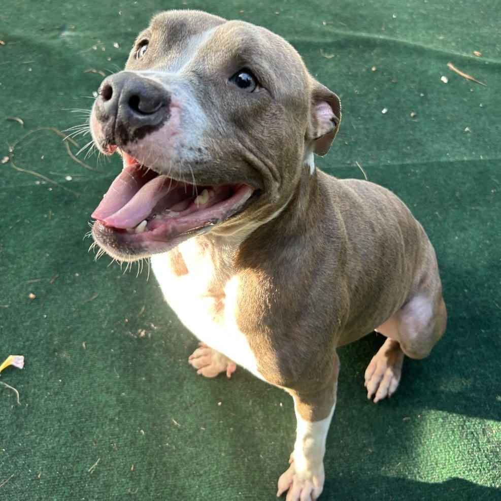 Caleb, Adult Male American Staffordshire Terrier