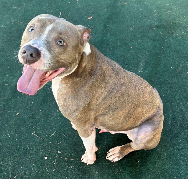 Caleb, a Adoptable mixed breed in Lake Worth, FL image 3/6