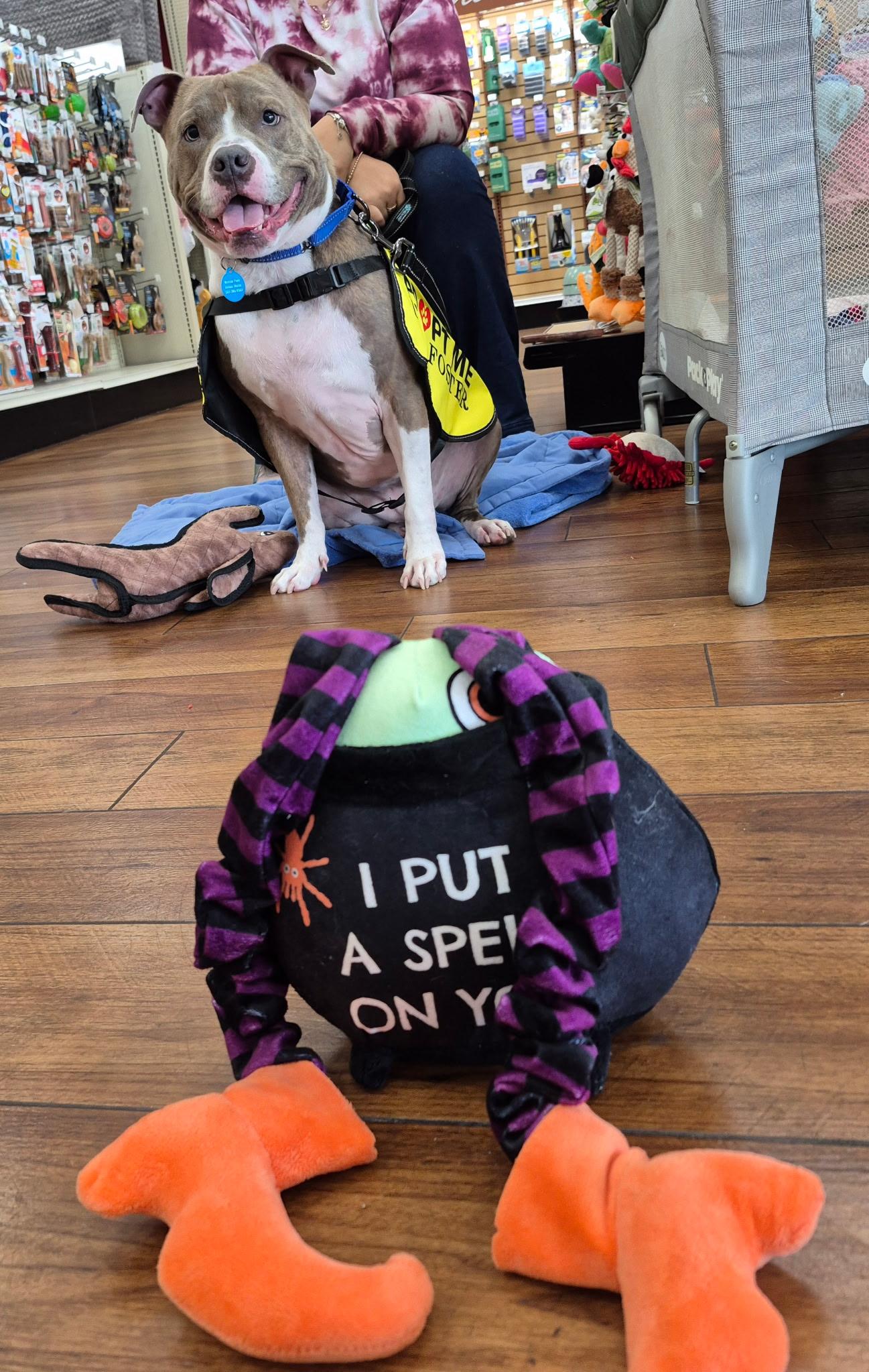 Caleb, a Adoptable mixed breed in Lake Worth, FL image 4/6