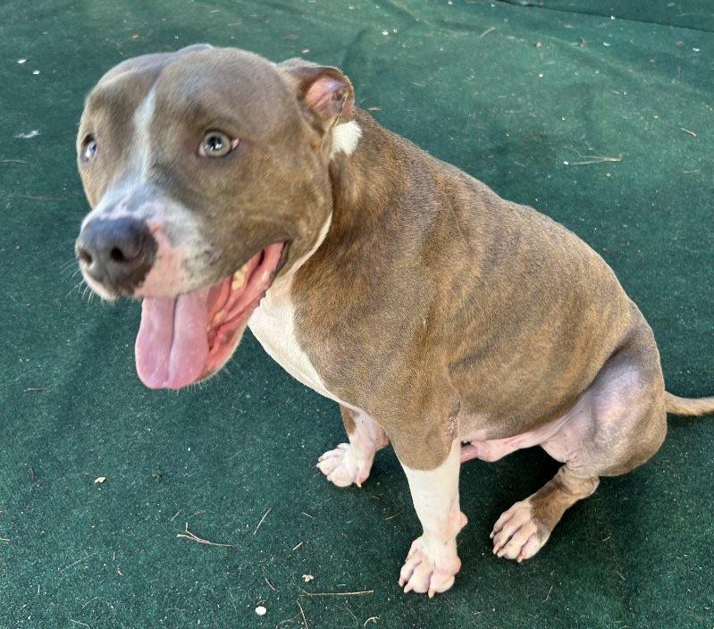 Caleb, a Adoptable mixed breed in Lake Worth, FL image 6/6