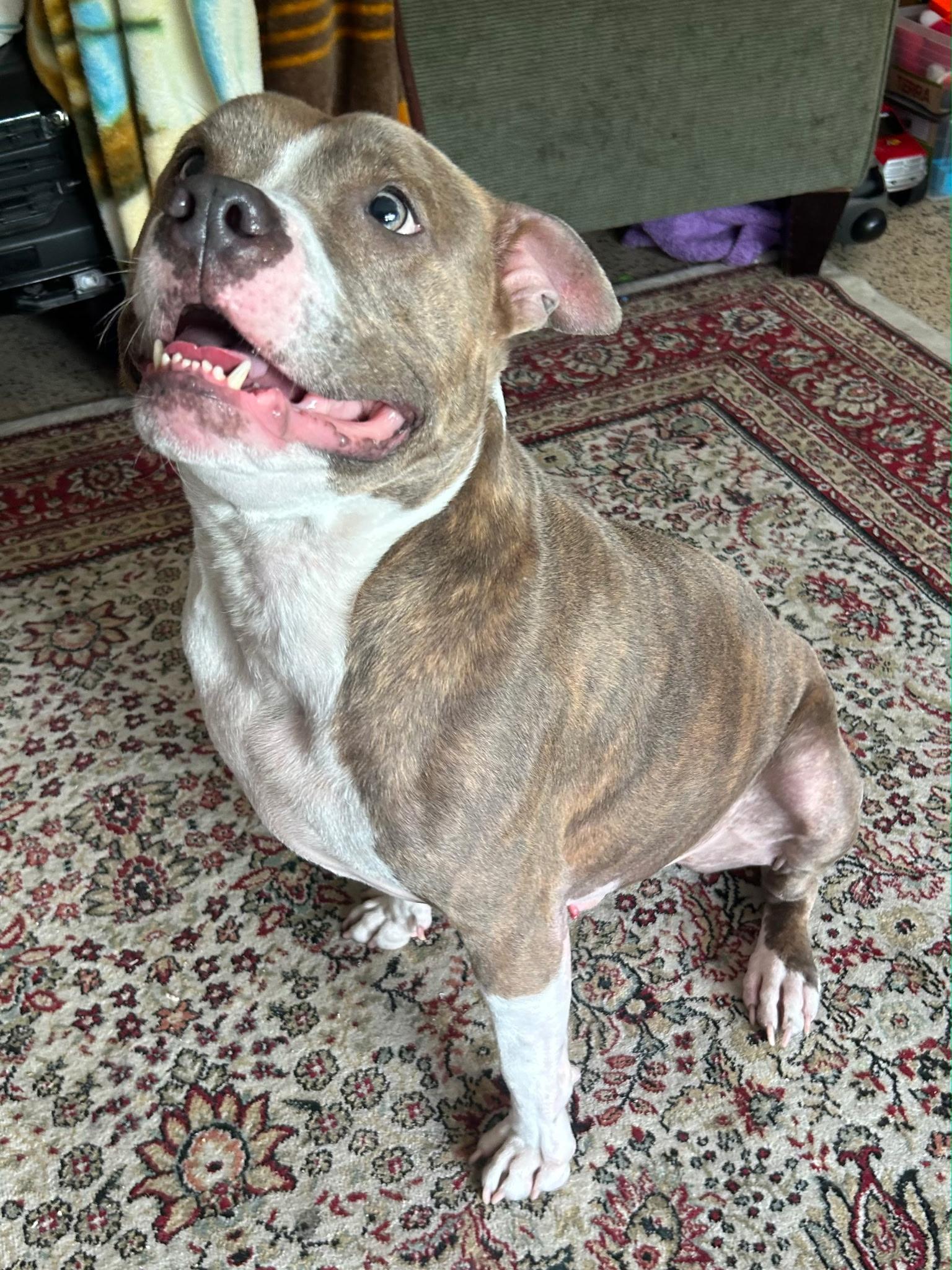 Caleb, a Adoptable mixed breed in Lake Worth, FL image 5/6