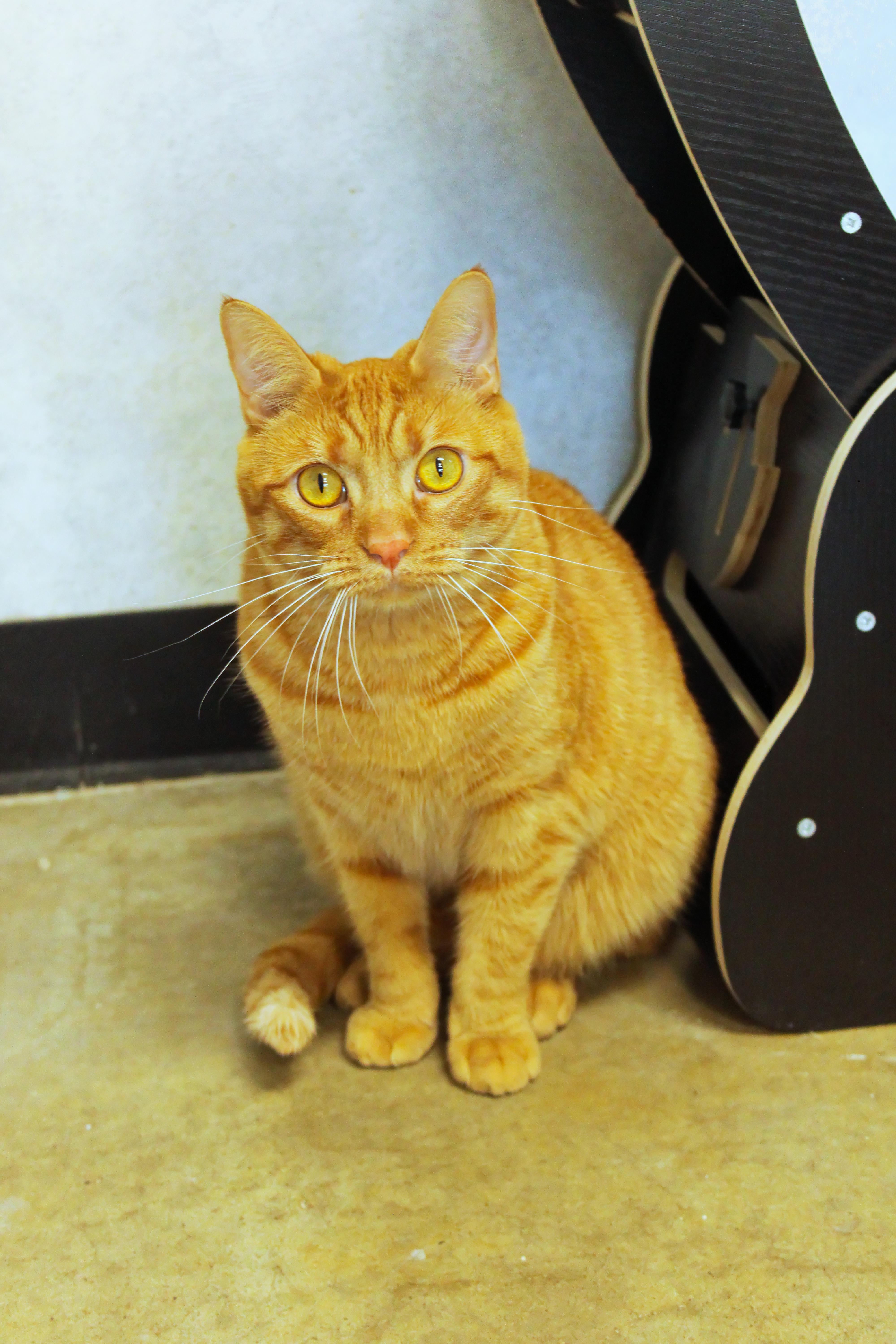 Enlarge Pippen, an adopted Domestic Short Hair in Urbana, OH image 4/6