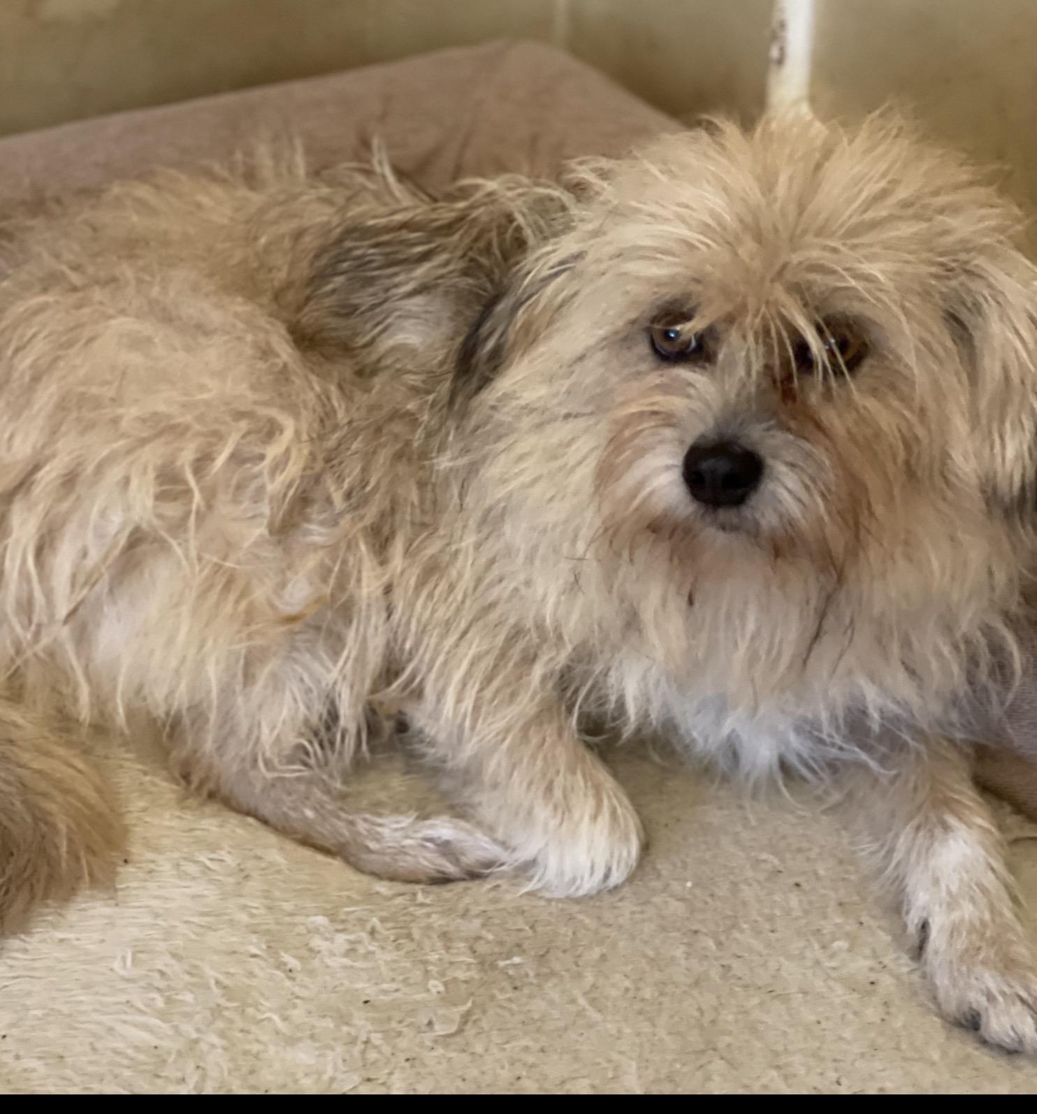 Emily, ADOPTABLE, Adult Female Lhasa Apso.