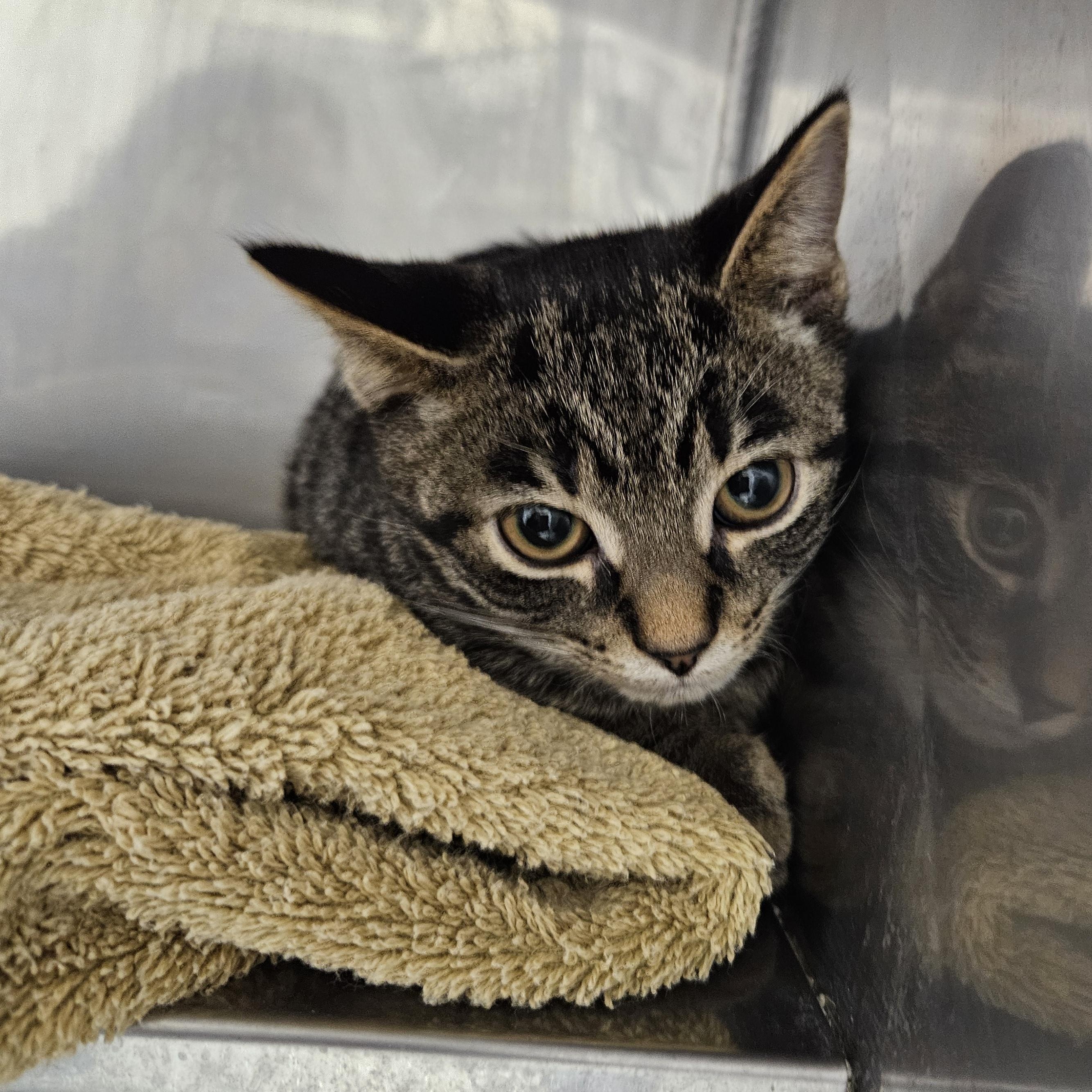 Eileen & Frederick, a ADOPTABLE Domestic Short Hair in Medfield, MA image 2/2