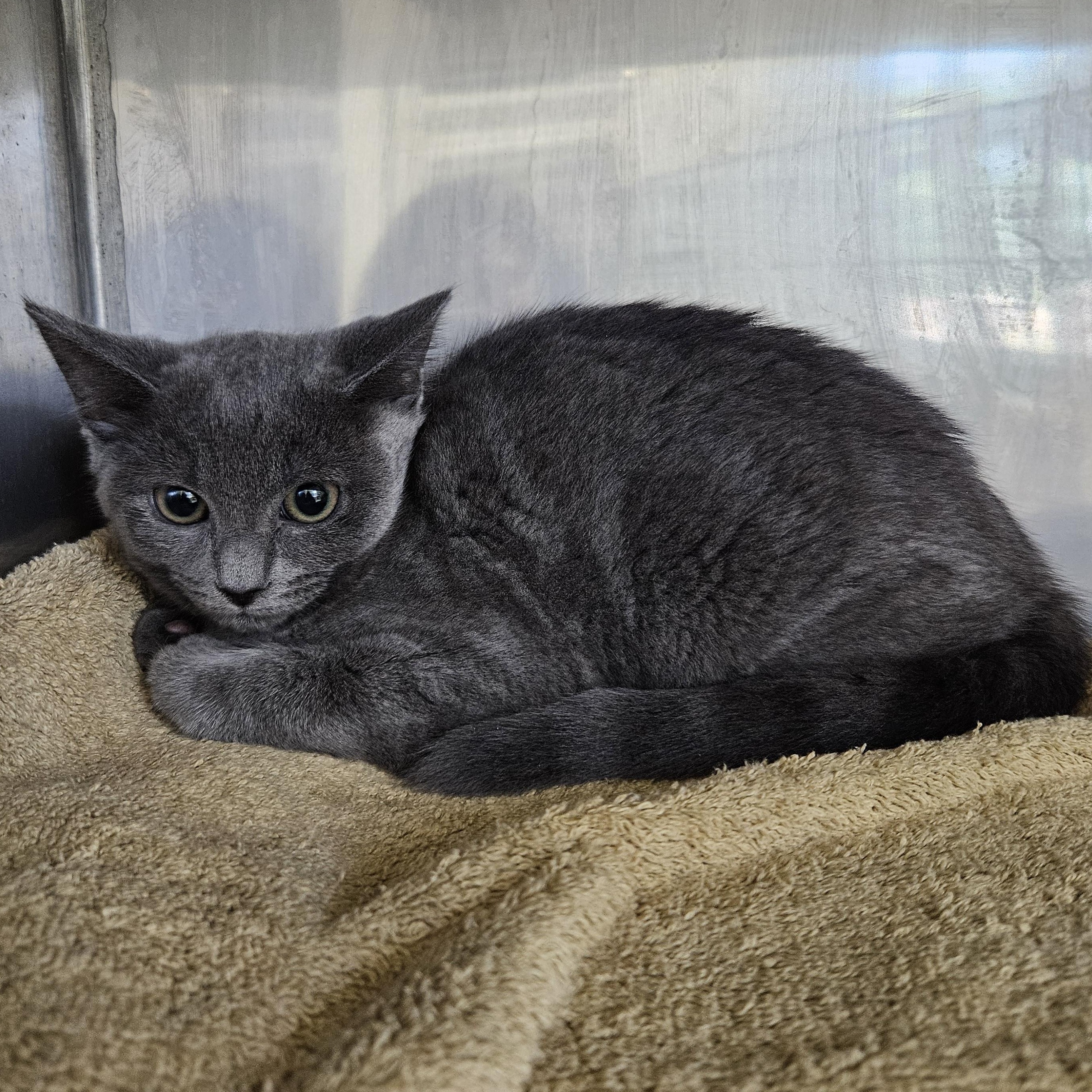 Eileen & Frederick, a ADOPTABLE Domestic Short Hair in Medfield, MA image 1/2