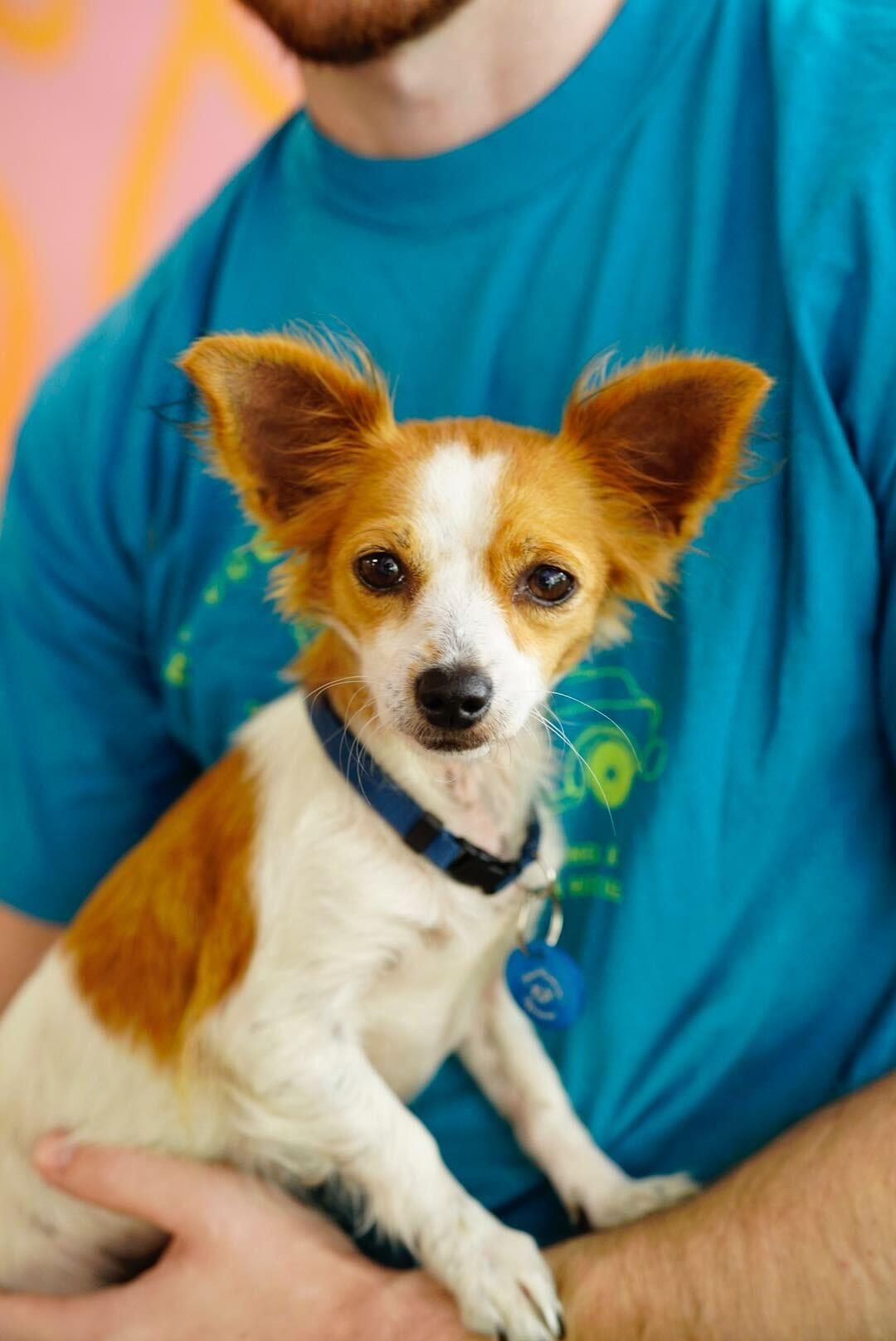 Grapenut, an adoptable Chihuahua, Papillon in Pasadena, CA, 91101 | Photo Image 3