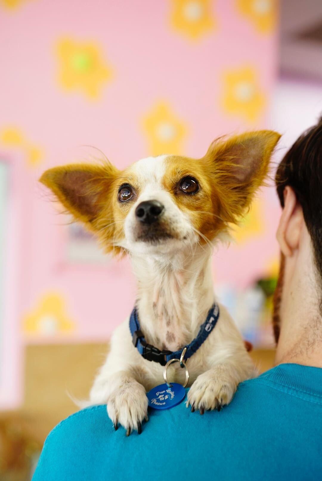 Grapenut, an adoptable Chihuahua, Papillon in Pasadena, CA, 91101 | Photo Image 4