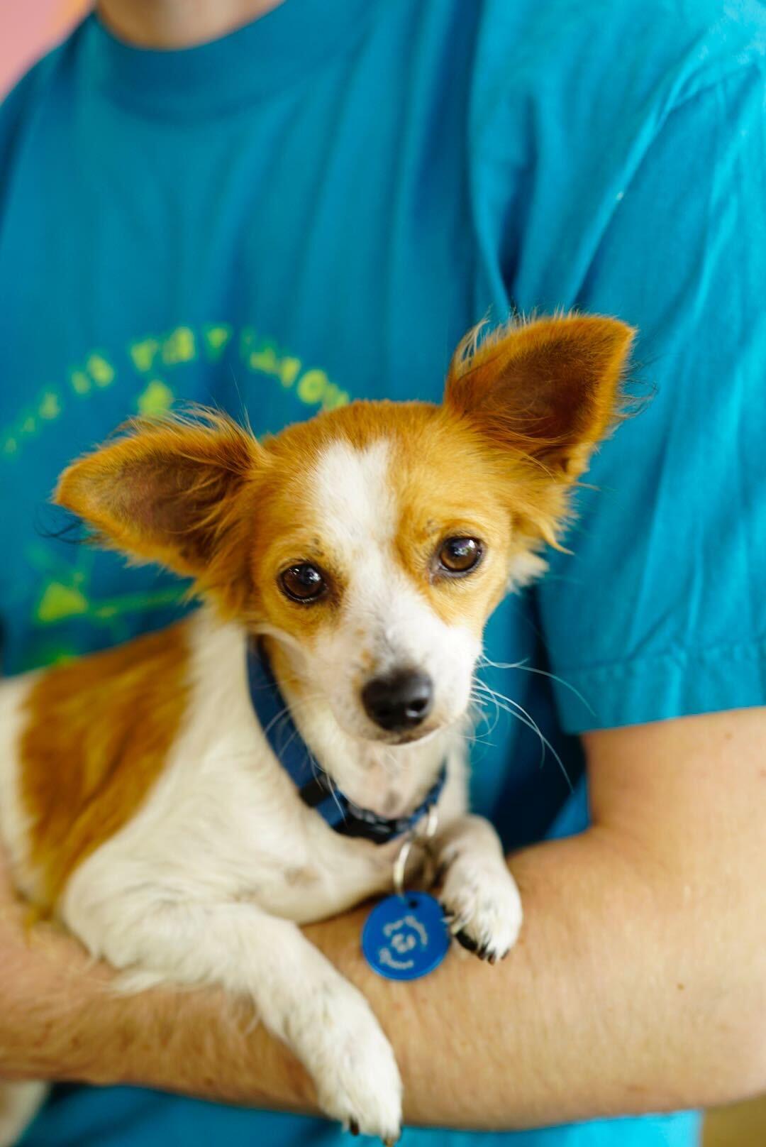 Grapenut, an adoptable Chihuahua, Papillon in Pasadena, CA, 91101 | Photo Image 5