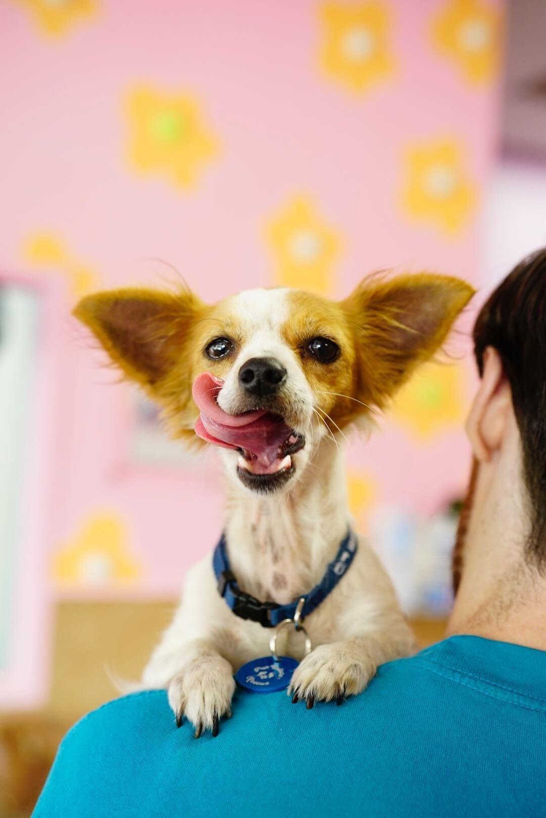 Grapenut, an adoptable Chihuahua, Papillon in Pasadena, CA, 91101 | Photo Image 1