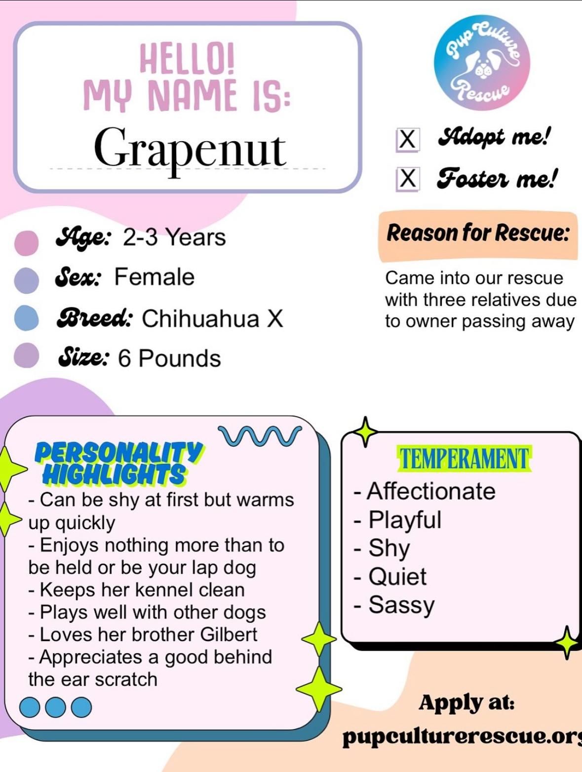 Grapenut, an adoptable Chihuahua, Papillon in Pasadena, CA, 91101 | Photo Image 2