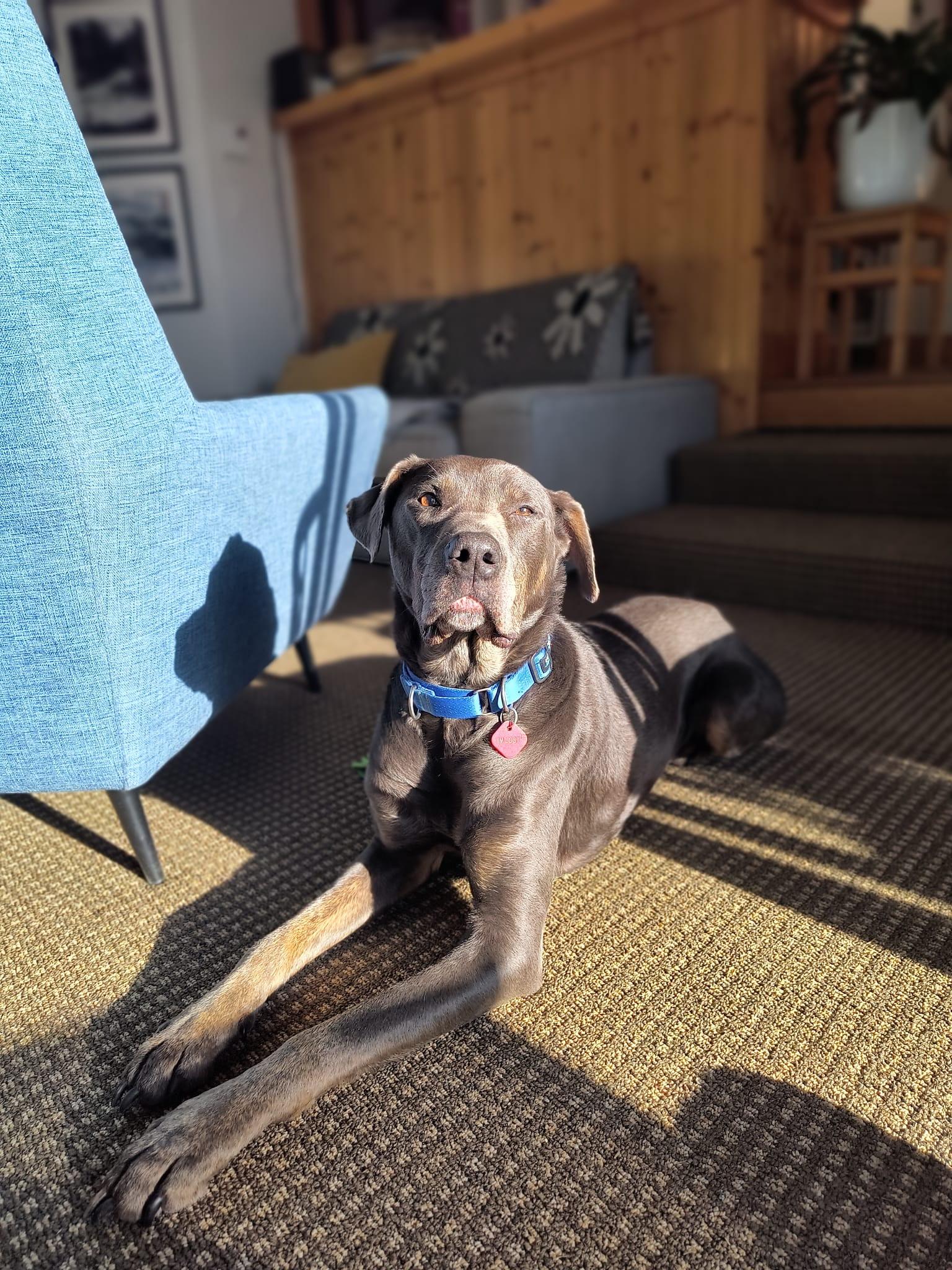 Enlarge Otis, a ADOPTABLE mixed breed in Whistler, BC image 3/4