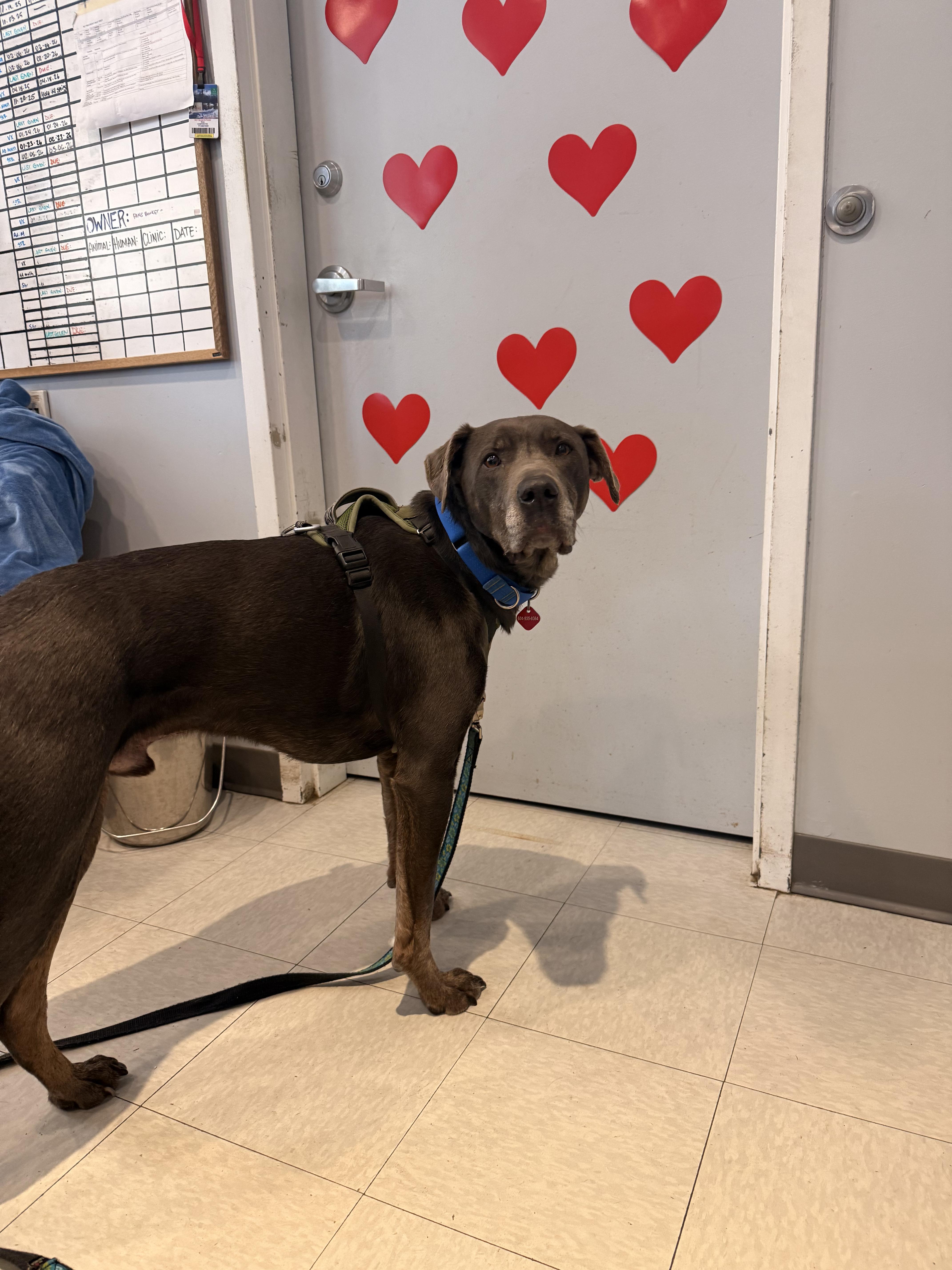 Enlarge Otis, a ADOPTABLE mixed breed in Whistler, BC image 2/4