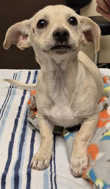 Enlarge RAYA, a Adoptable mixed breed in Lodi, CA image 1/1